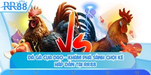Đá Gà Cựa Dao - Khám Phá Sảnh Chọi Kê Hấp Dẫn Tại RR88