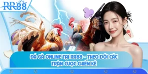 Đá Gà Online Tại RR88 - Theo Dõi Các Trận Cược Chiến Kê