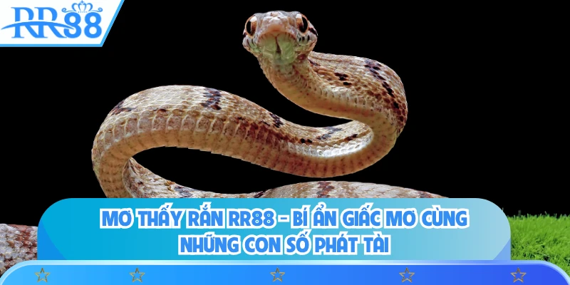 Mơ Thấy Rắn RR88 - Bí Ẩn Giấc Mơ Cùng Những Con Số Phát Tài